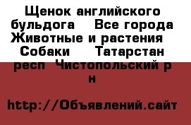 Щенок английского бульдога  - Все города Животные и растения » Собаки   . Татарстан респ.,Чистопольский р-н